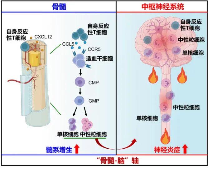 脊髓免疫器官图片