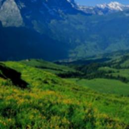 吃香菜的影视君