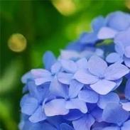 那一片蓝色花海