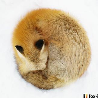 狐狸社社长乱狐