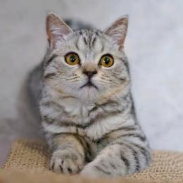 猫咪无极
