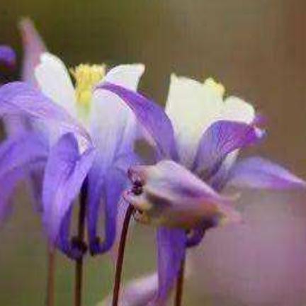 爱看小品的小帅