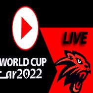 山猫走进2022世界杯