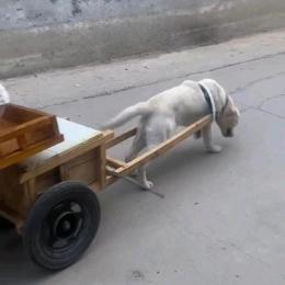 拉布拉车
