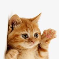 肖小姐的小喵喵