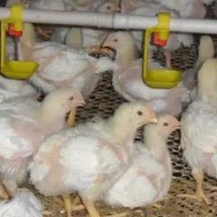 家禽无抗养殖