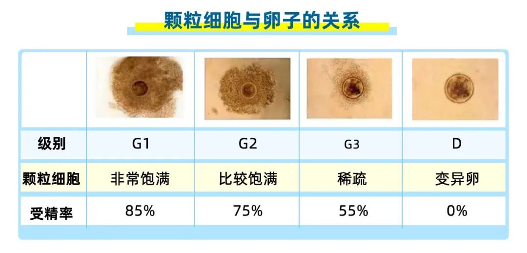 快来看看,你的卵子合格吗?