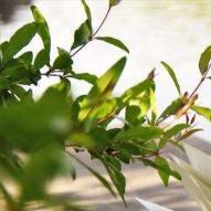 懂音乐的小老鼠