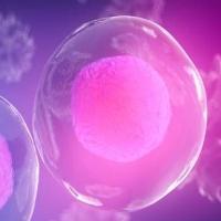 干细胞与外泌体