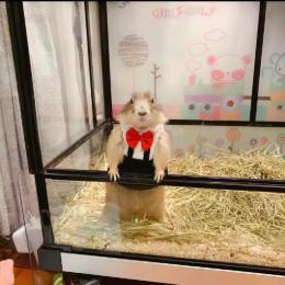 哈尼软萌土拨鼠