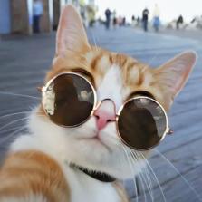 小动物的冒险记