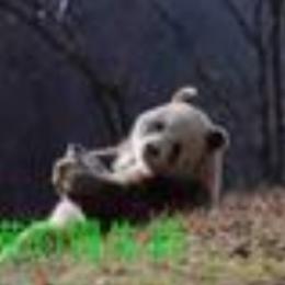 熊猫曼的慢生活