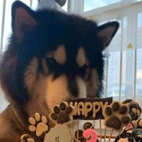 调皮捣蛋爱吃饭的汪星人