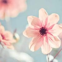 生活大师王百万
