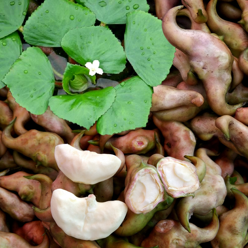 团购丨水中栗子洪湖嫩菱角,营养价值丰富,生吃嘎嘣脆,煮熟后香甜粉