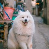 小镇解说家