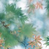 花小兔爱聊影视