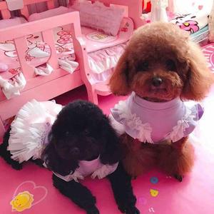 穷游的似水年花