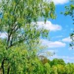 大眼珠子欢乐剧