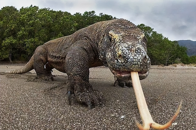 科莫多巨蜥吃大象图片