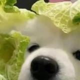 路人的影视