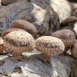 房地产营销与投资拓展