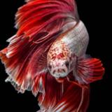 斗鱼爱好者大伟