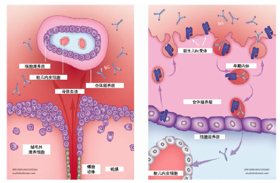 妊娠期间能否应用tnf抑制剂?胎盘转运水平是关键