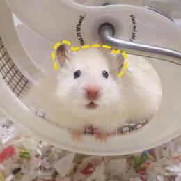 77的七只鼠宝