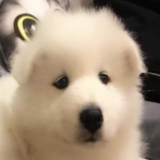 动物给可爱开门