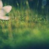 小鹿姐姐情感说