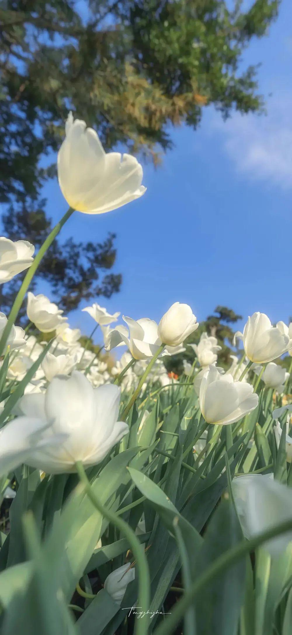 苹果壁纸