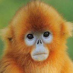 思念你的二师兄