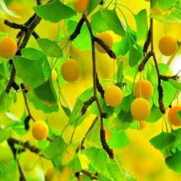 春风退步斋