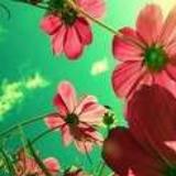 太阳花的花语