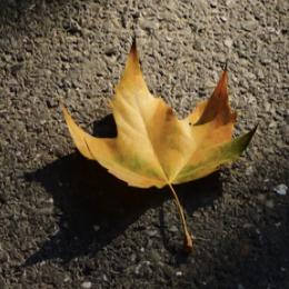 千年老怪聊网事