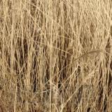 带草帽的稻草人