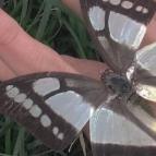 胡宝宝生活日常