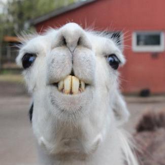 迷途小书童观世界