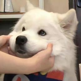 你好我的好朋友