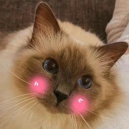 猫der和饭饭的日常