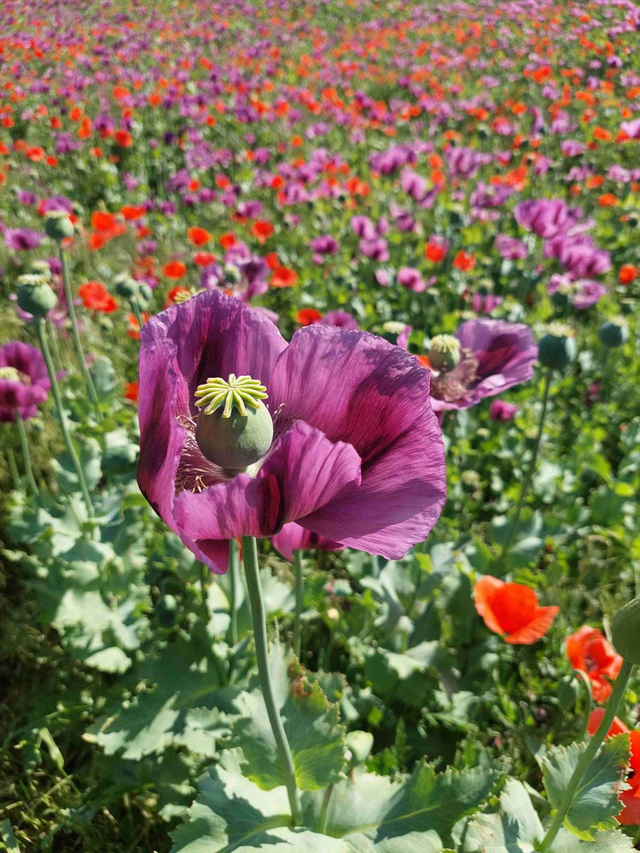 毒品花罂粟花图片图片