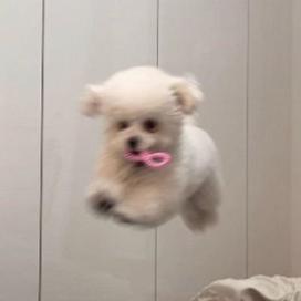 唐糖的生活日记啊