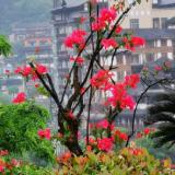 微微一笑很倾城01