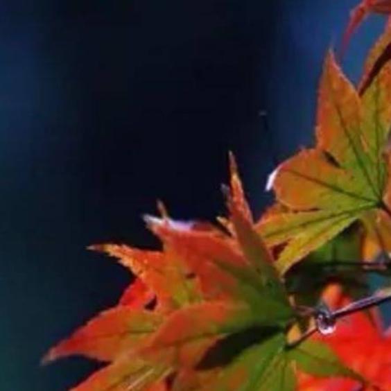 秋雨绵绵秋风寒