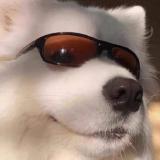 纯爱的战士解说