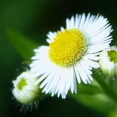 阳光下的小雏菊