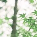 苏儿动漫