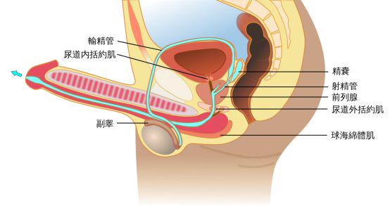 男人身体下方结构图片