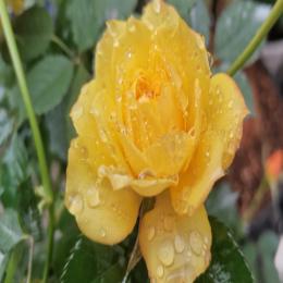 黄皮村的黄皮果